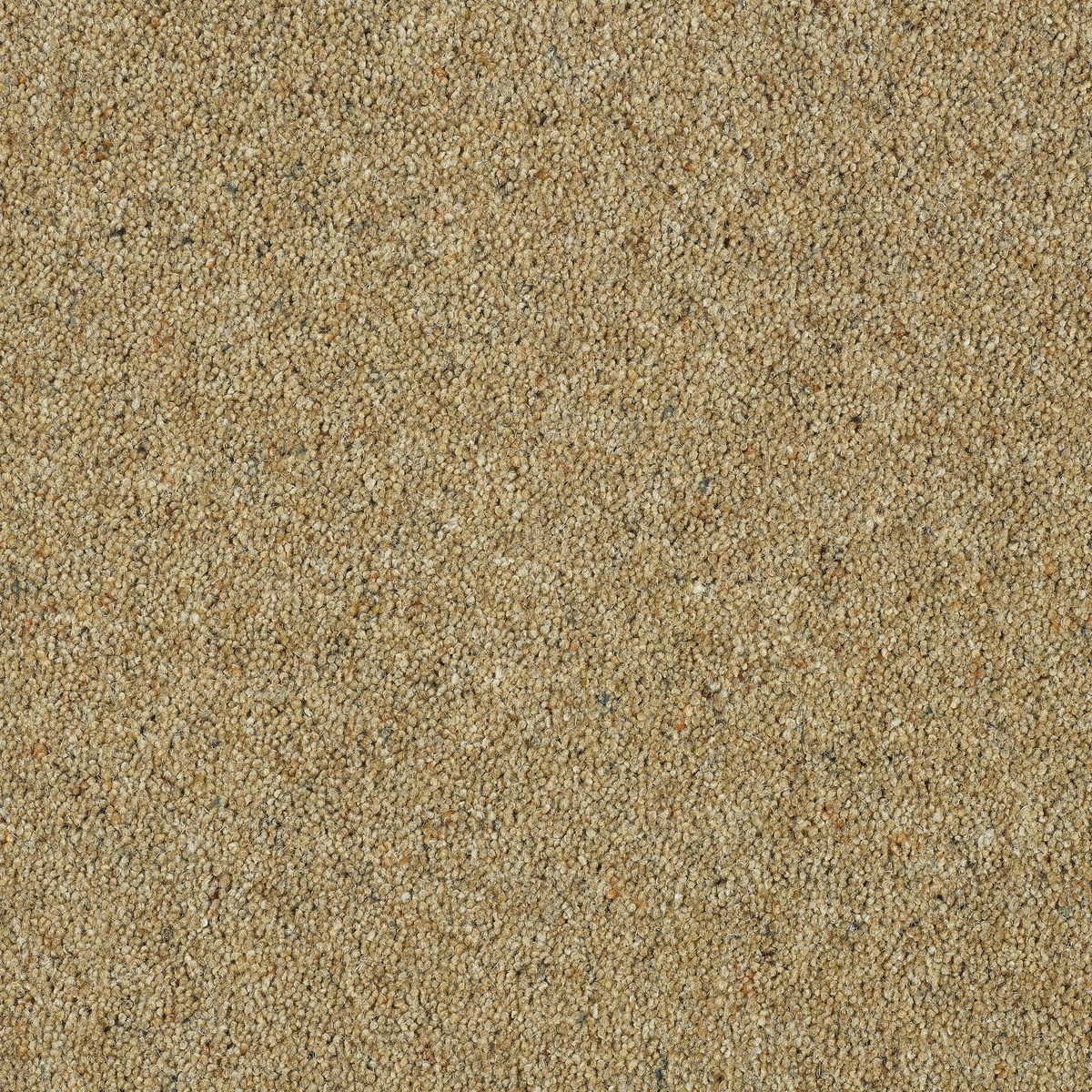 Barbet