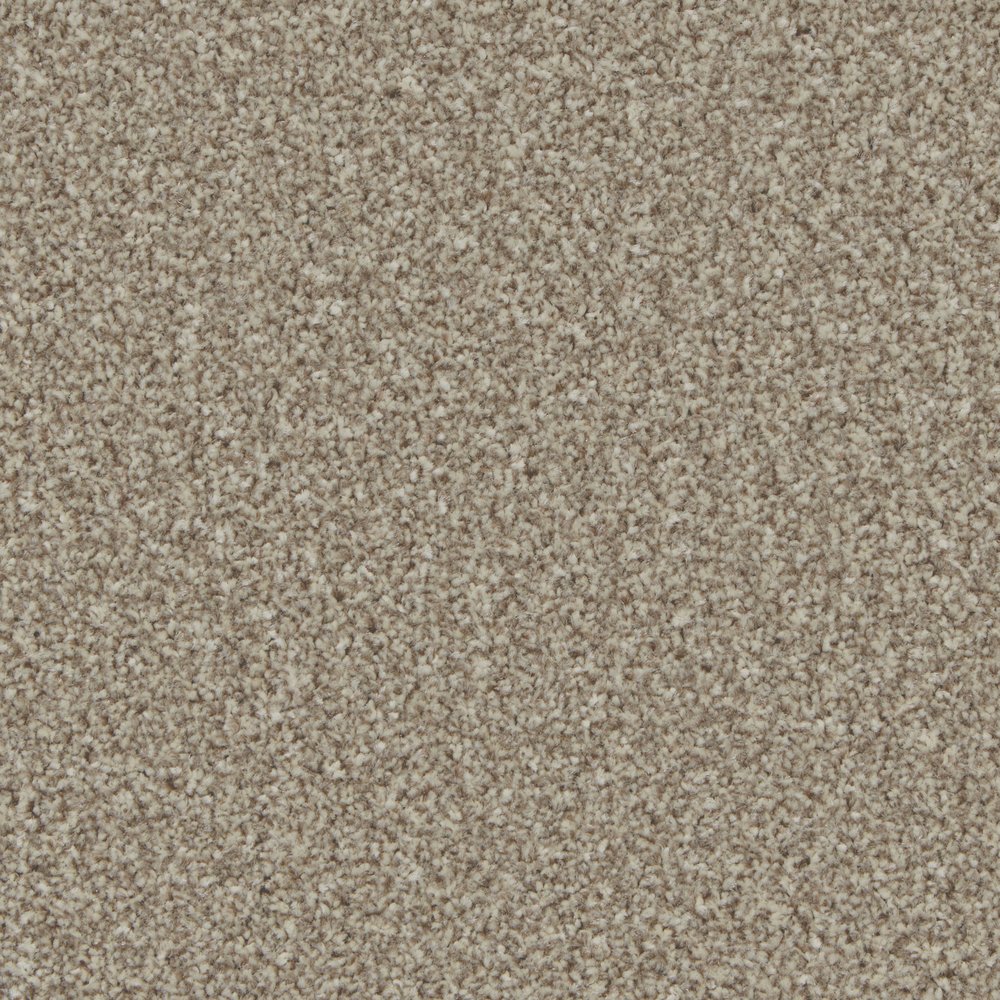 Greylag Goose
